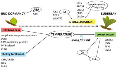 Cold Hardiness Dynamics and Spring Phenology: Climate-Driven Changes and New Molecular Insights Into Grapevine Adaptive Potential